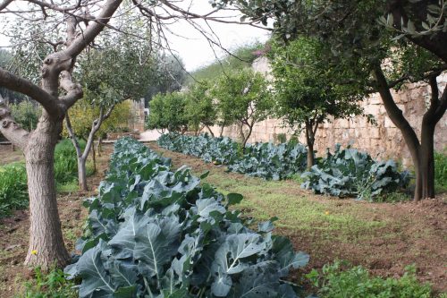 La place des arbres fruitiers au potager