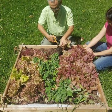 Entraide et jardins partagés