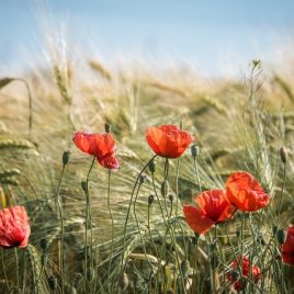 Les gardiens de la biodiversité
