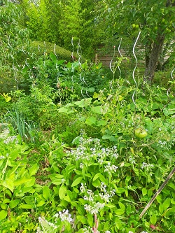 Le jardin forêt