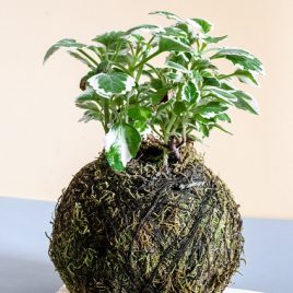 Atelier kokedama et kusamono