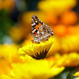 Découvrir les secrets de la pollinisation
