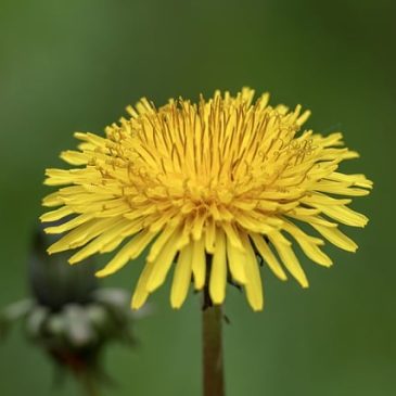 Plantes sauvages comestibles : quelques recettes