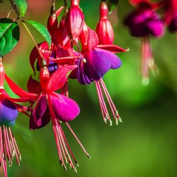 Manger des fuchsias !