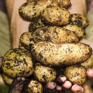 Histoire de la pomme de terre