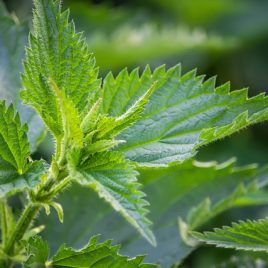 Soins des plantes : préparations bio et écologiques