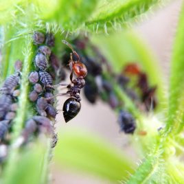 Le monde fascinant des fourmis