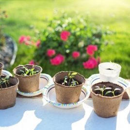 Mini ateliers de jardinage : semer des graines