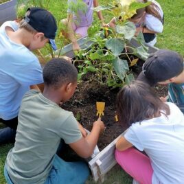 Accompagnement de jardins pédagogiques et partagés