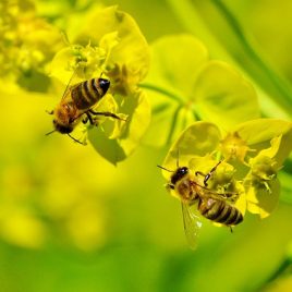 Le monde fascinant des abeilles