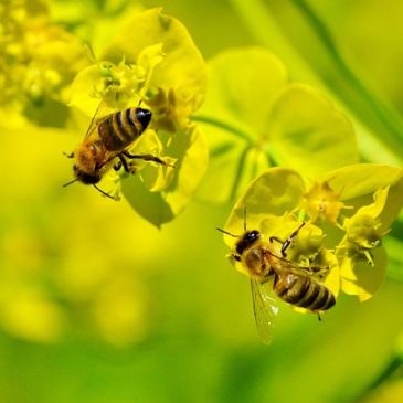 Développer la biodiversité naturelle
