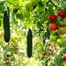 La permaculture au jardin