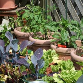 Jardiner sur son balcon