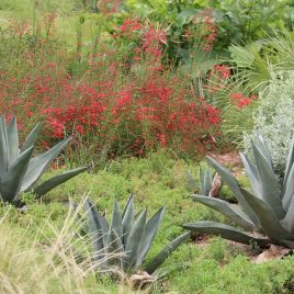 Créer un jardin Mexicain (jardin sec)