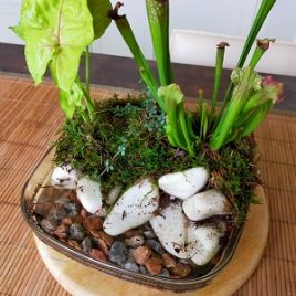 Wabi-kusa : mini jardin aquatique