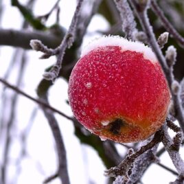 Préparer le jardin pour l’hiver