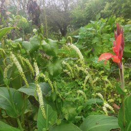 Paysage comestible et jungle potagère