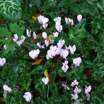 Des fleurs au jardin en automne et en hiver