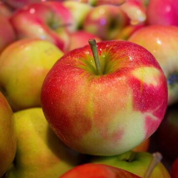 Petite histoire de la pomme